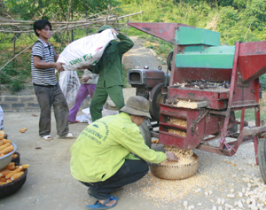 Nhân dân xã Hào Lý (Đà Bắc) thu hoạch ngô lai đạt năng suất khá.